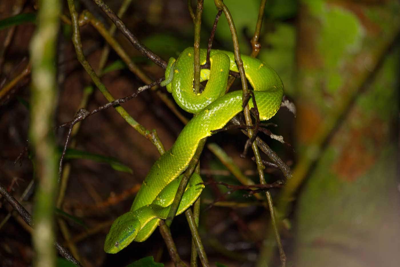 Costa Rica Monteverde 