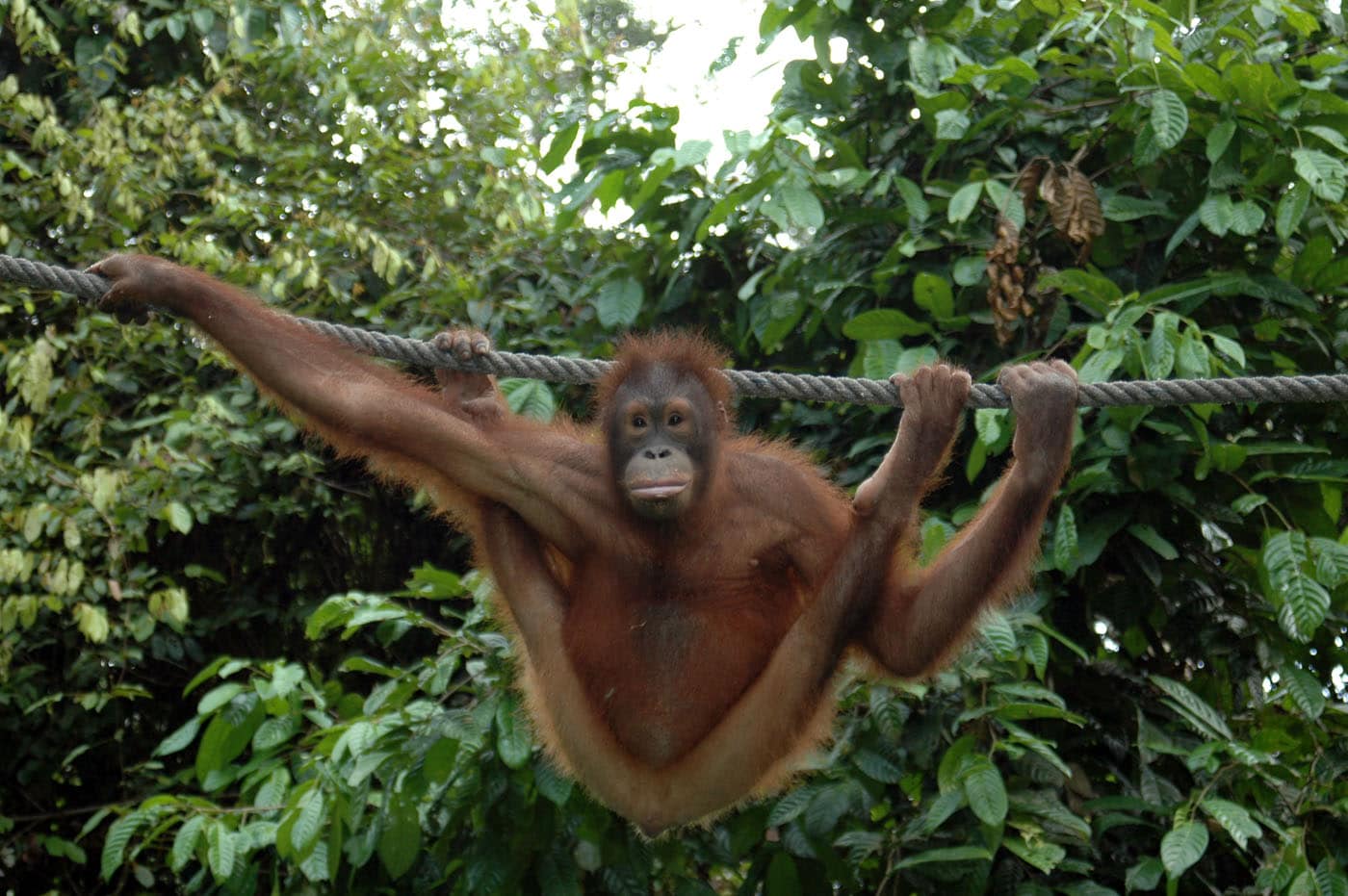 Malaysia Borneo Sepilok Park Orangutan