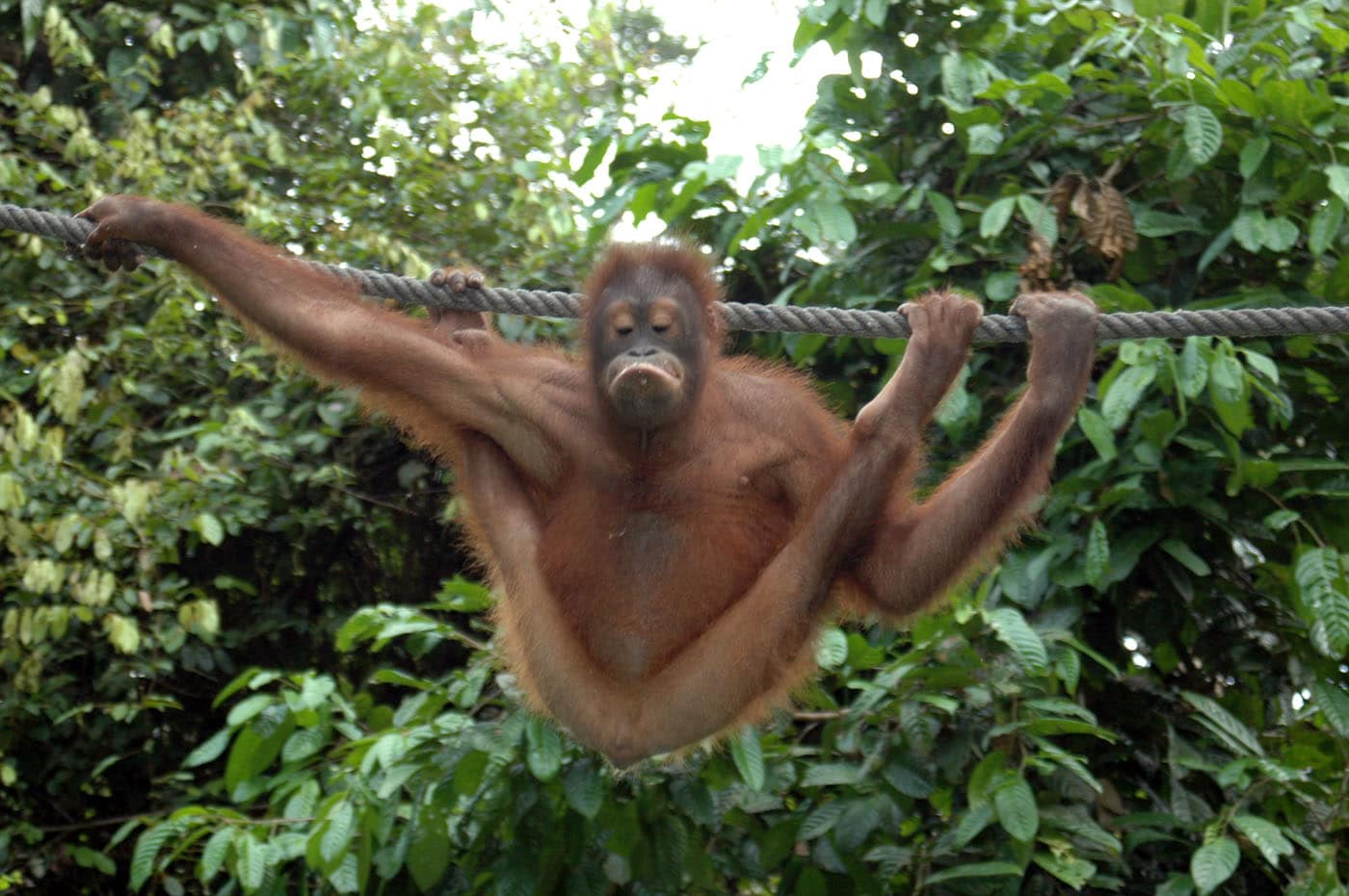 Malaysia Borneo Sepilok Park Orangutan