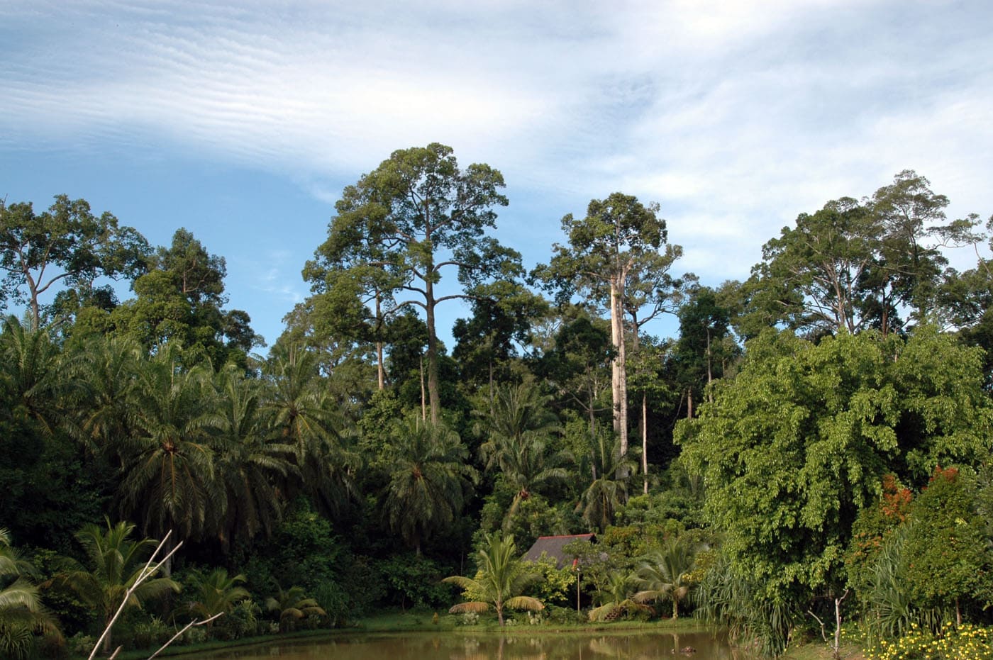 Malaysia Borneo