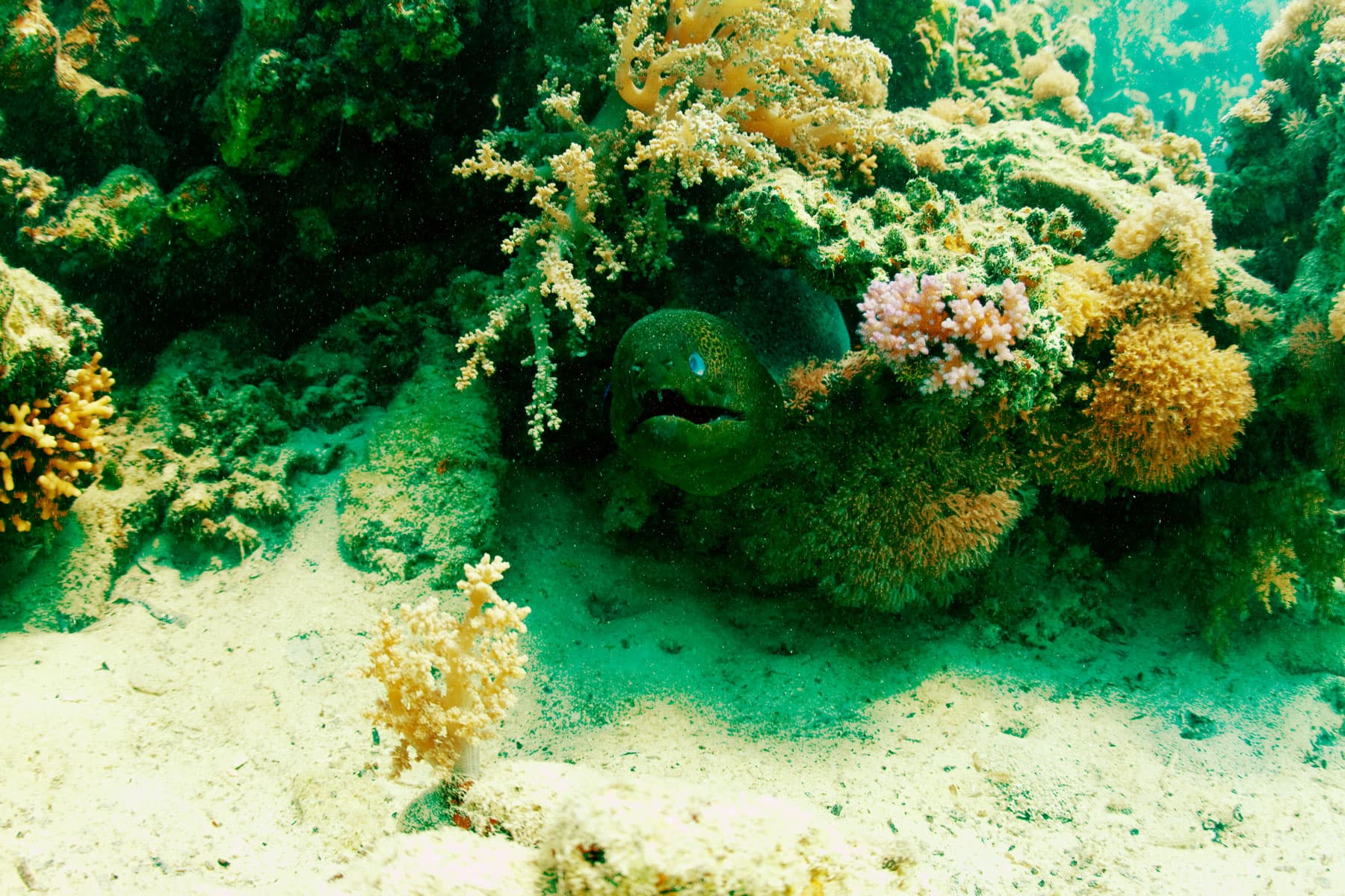 Egypt Underwater Life