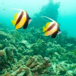 Egypt Underwater Life