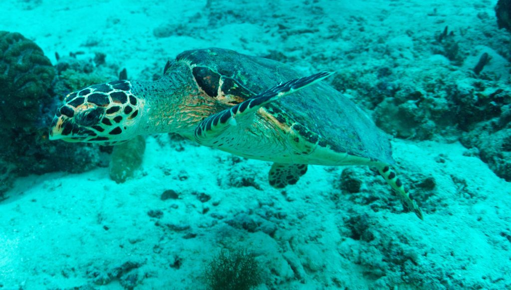 Maldives Underwater Life
