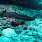Maldives Underwater Life