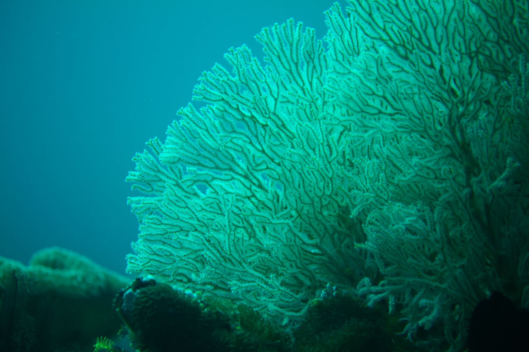 Philippines Underwater Life