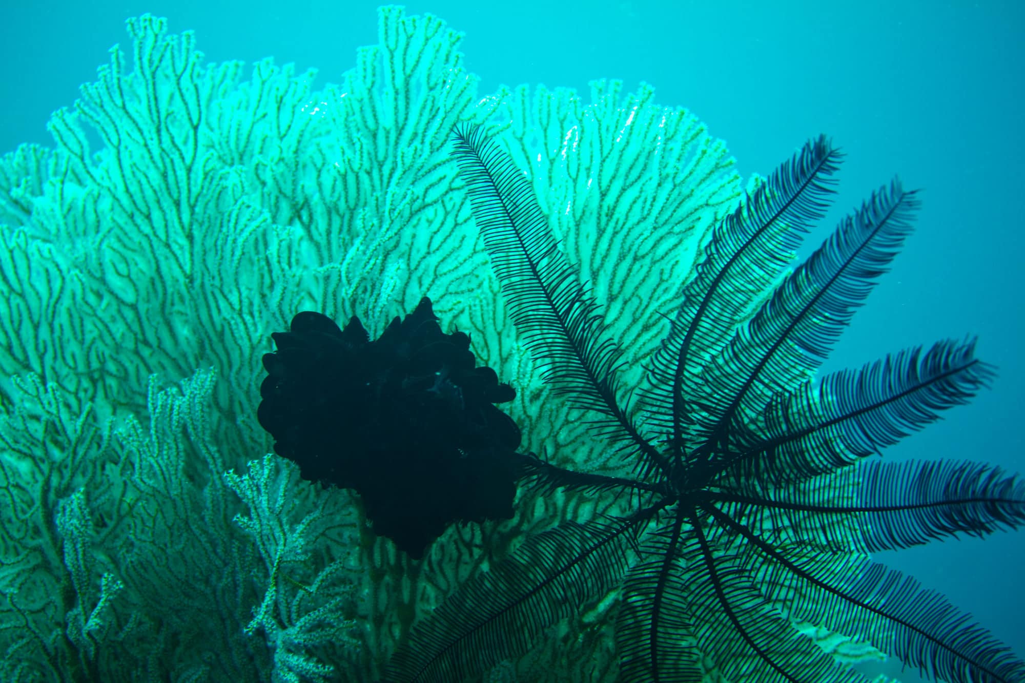 Philippines Underwater Life