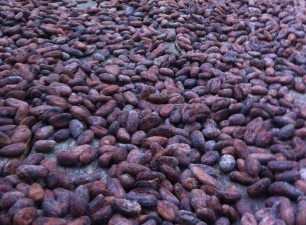 cacao beans