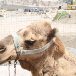 Camel Caravan Trade